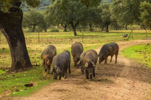 Cerdos ibéricos en la dehesa