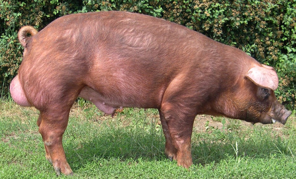 Cerdo de raza Duroc-Jersey